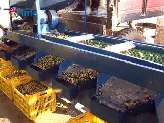 Zeytincilik yasası değişiyor, yasadan 500 bin aile etkilenecek