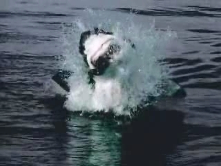 Great White Shark]