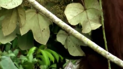 Big Five Asien - Der Elefant | E03/5 [Doku]