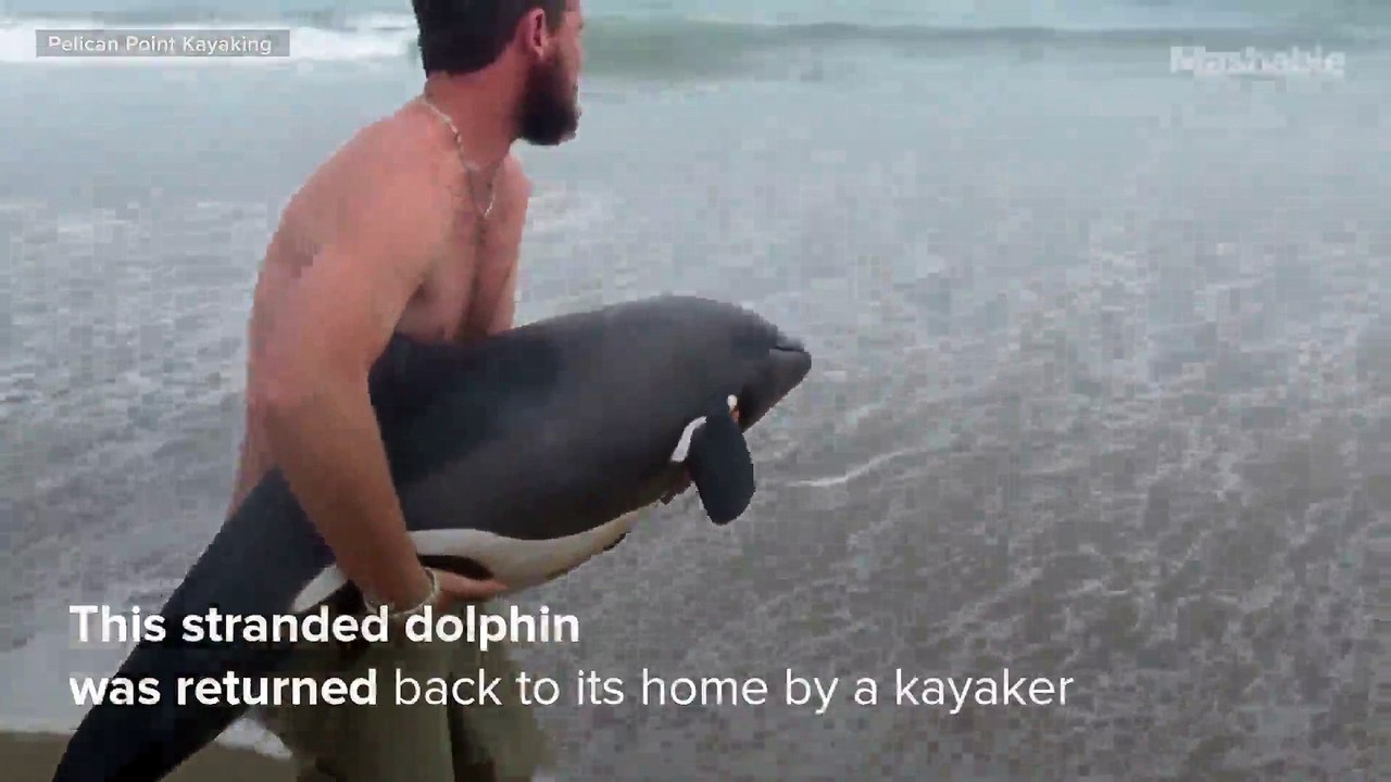 Man rescues young dolphin off coast of Namibian beach