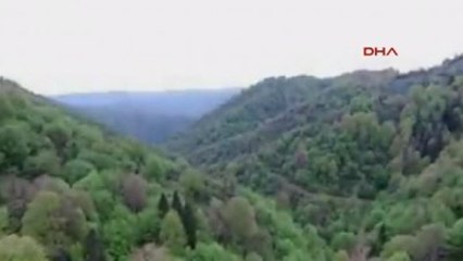 Zonguldak - Dünyanın En Yaşlı 5 Ağacından Biri Zonguldak'ta