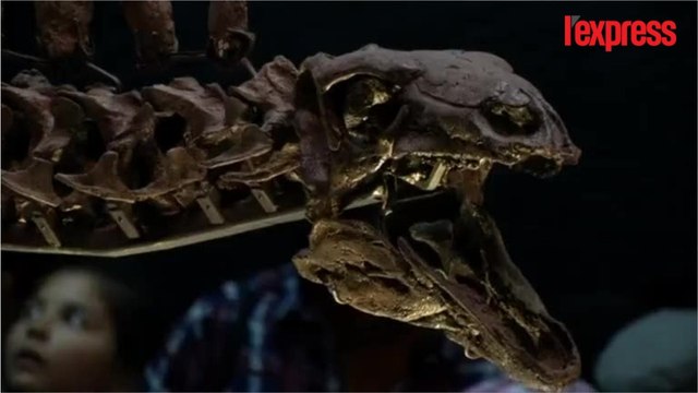 Le mystère du stégosaure mis à jour