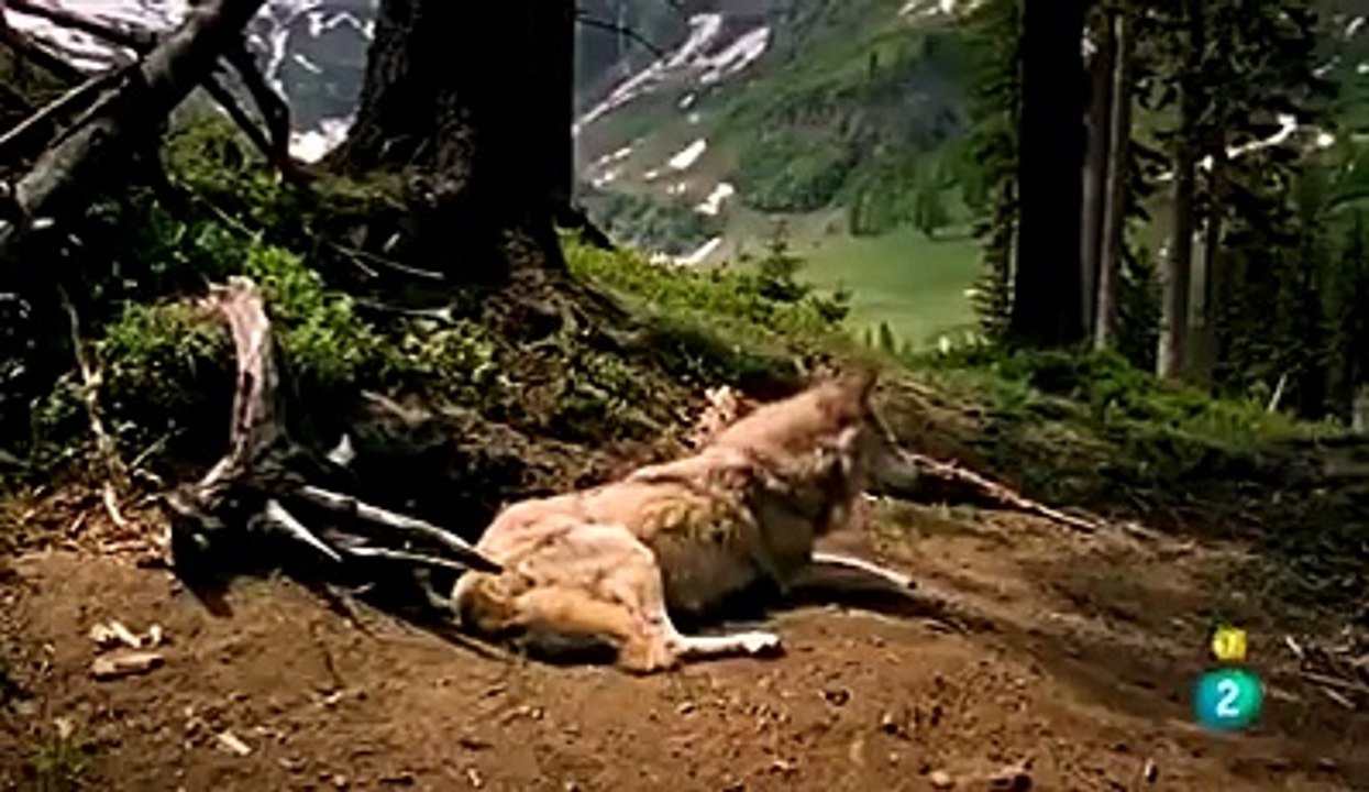 Amazing Videos 20