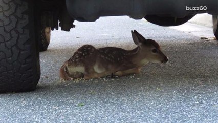 Injured Fawn Found Hiding Under Truck