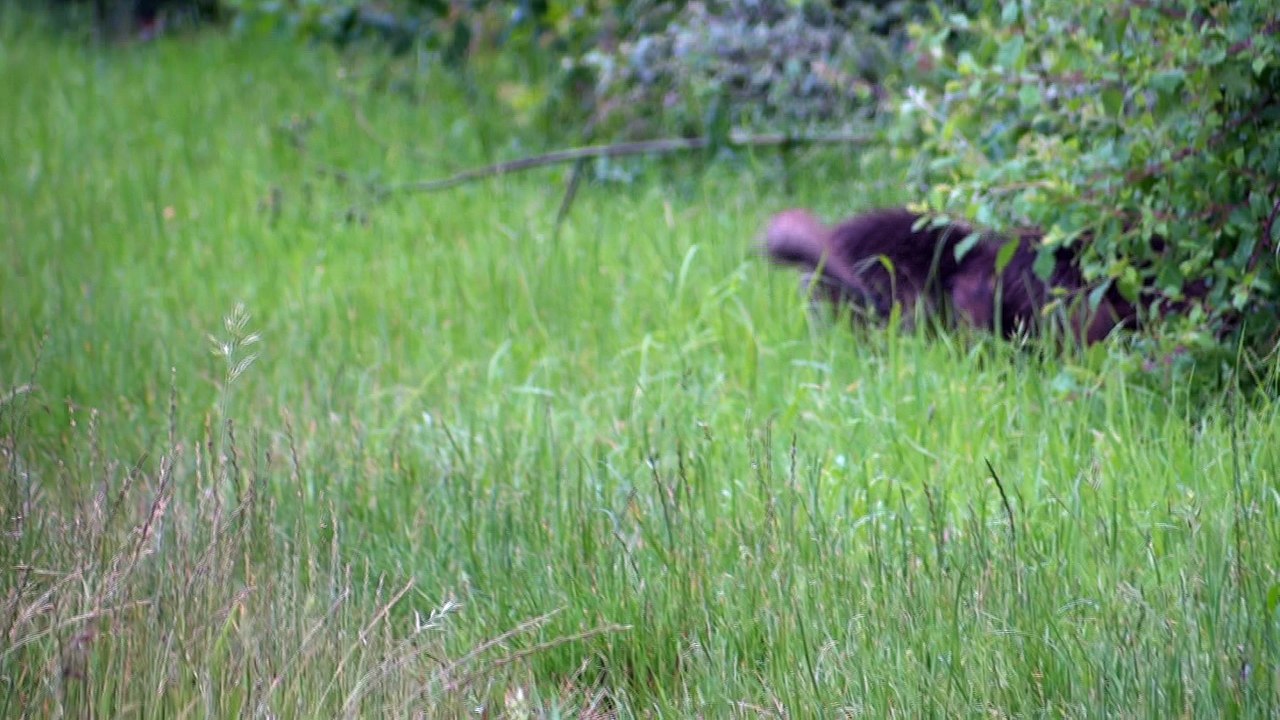 Renardeaux - Beurey, le 13 juin 2016 (3)