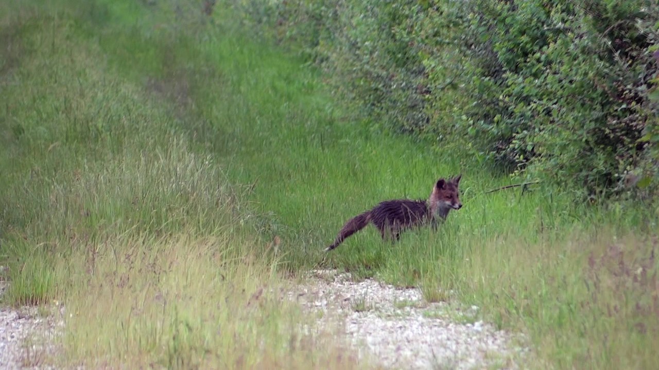 Renardeaux - Beurey, le 13 juin 2016 (2)