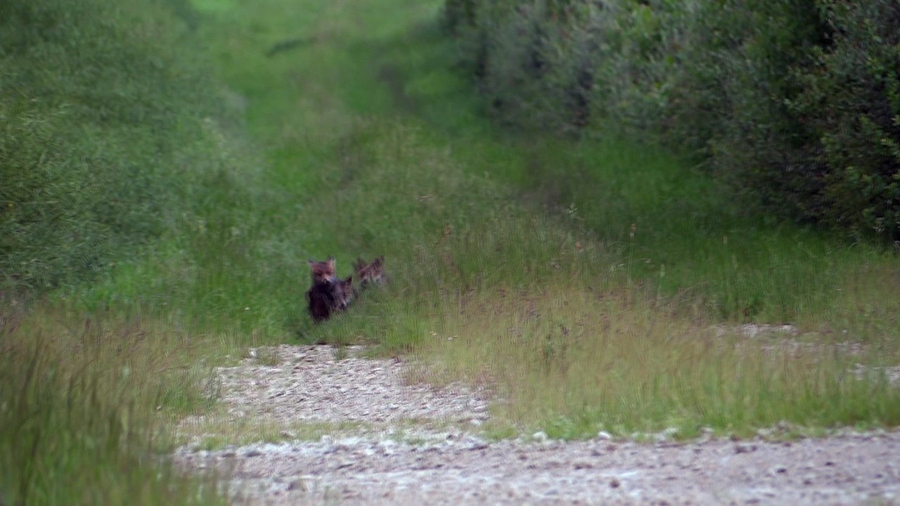 Renardeaux - Beurey, le 13 juin 2016 (1)
