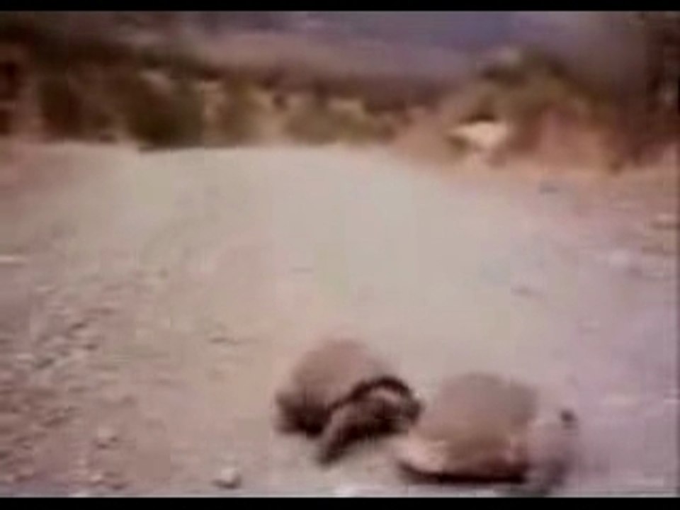 como la consigue - rodolfo