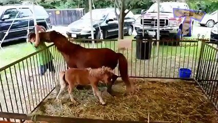 Funny ZOO fails and moments - Funny animal compilation