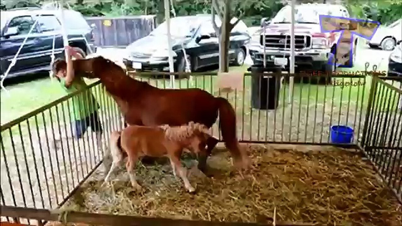 Funny ZOO fails and moments - Funny animal compilation