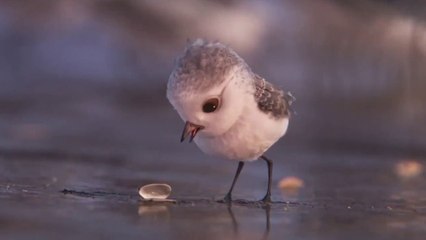 Piper Pixar Animated Short