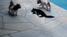 КОТ НЕ ВЫДЕРЖАЛ И . . .  CAT PUSHED DOG INTO
