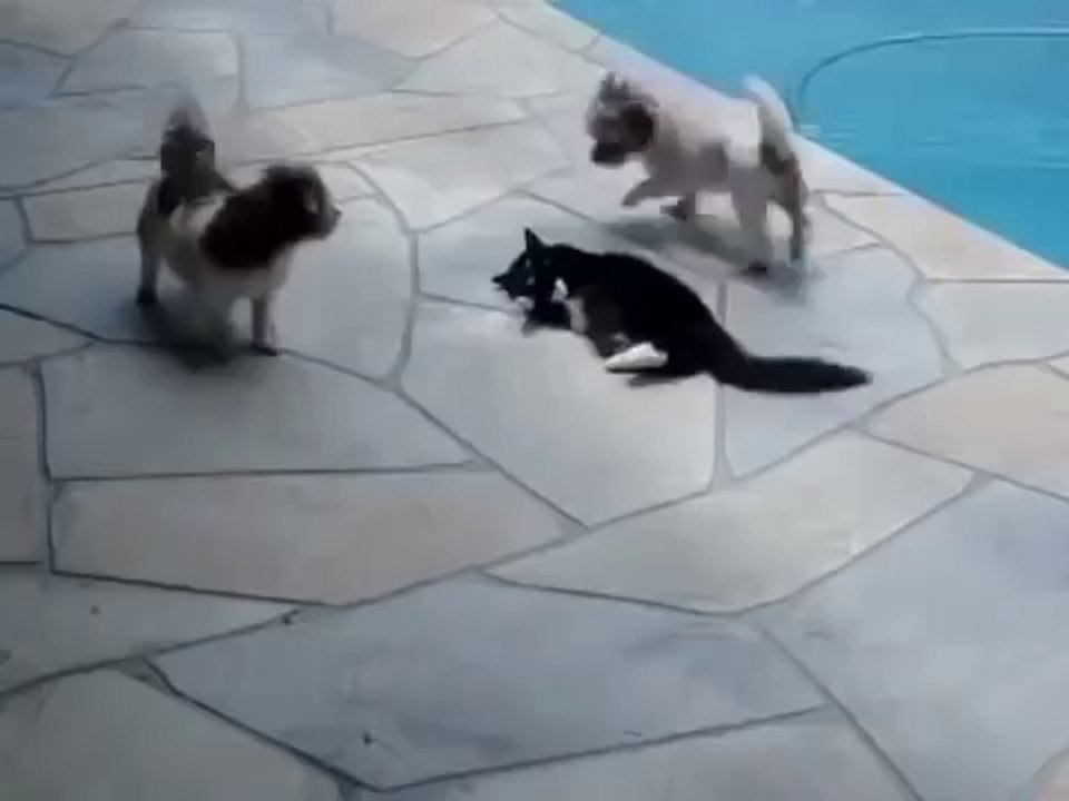 КОТ НЕ ВЫДЕРЖАЛ И . . .  CAT PUSHED DOG INTO