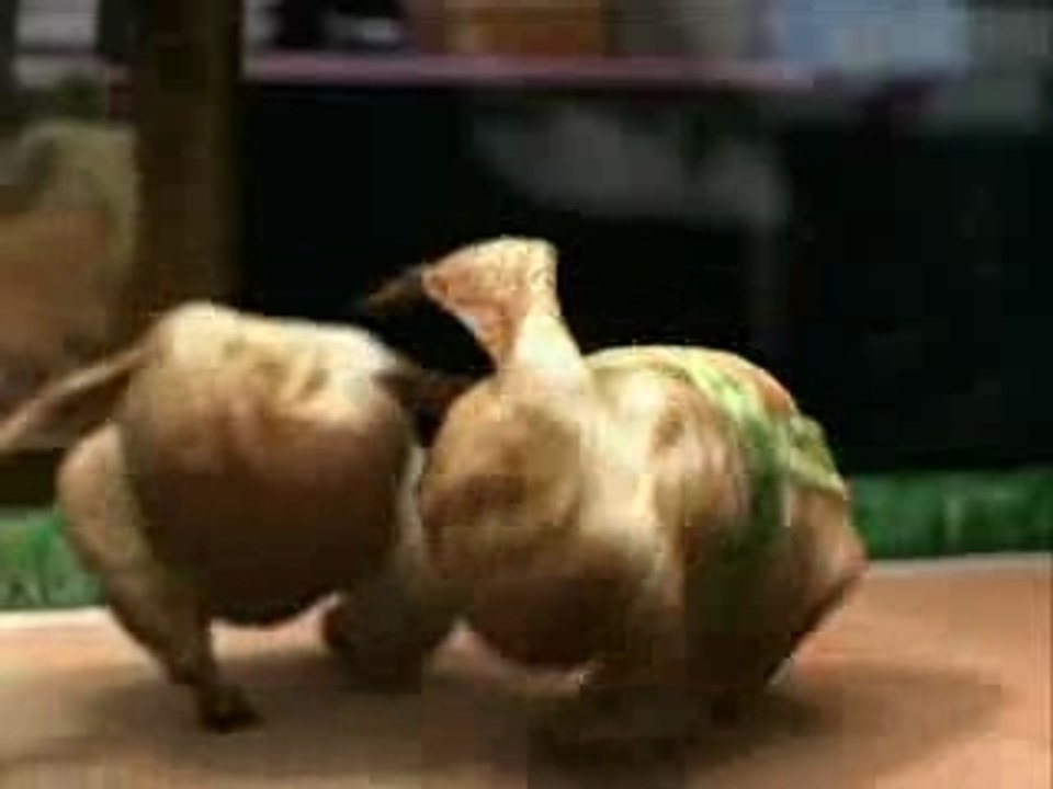 Pepsichicken