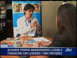 Ecuador es el país con mayor número de perros  abandonados