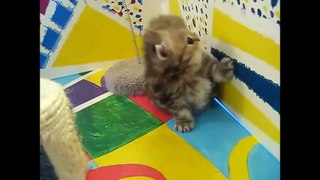 Funny Animal Videos for Kids Cute Kitten Compilation Funny Cat Videos Youtube Funny Animal Videos - YouTube