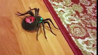 Wild pets spider in action