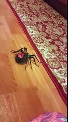 Wild pets spider in action