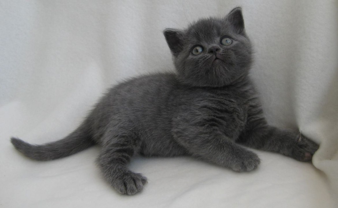 This is the cutest and funniest kitty i've ever seen !