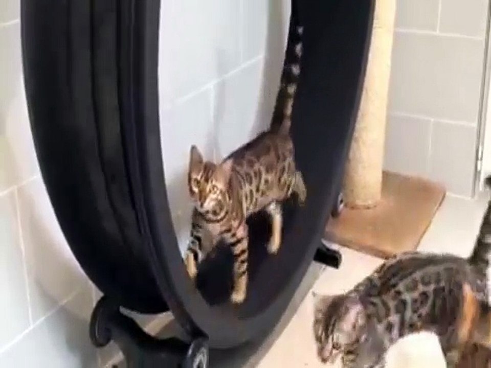 Bengal Cats Fighting for the Exercise Wheel