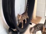 Bengal Cats Fighting for the Exercise Wheel