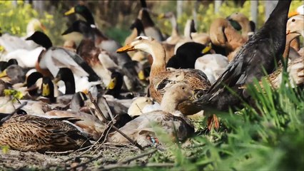 البط والإوز تغني عن المبيدات وتخصب التربة