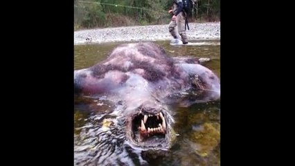 Dinosaur caught on video monsters actually existed caught on video 2016