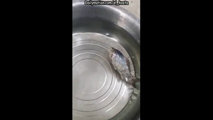 Frozen fish comes to life
