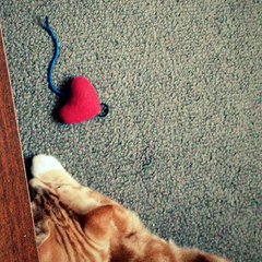 Bring back the mouse !