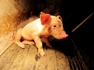 La vera sigla di Peppa Pig