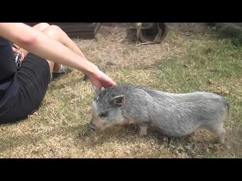 Scratches Behind the Ears Put Mini Pigs to Sleep
