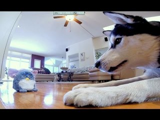 Siberian Husky Has Zero Time for Furby's Nonsense
