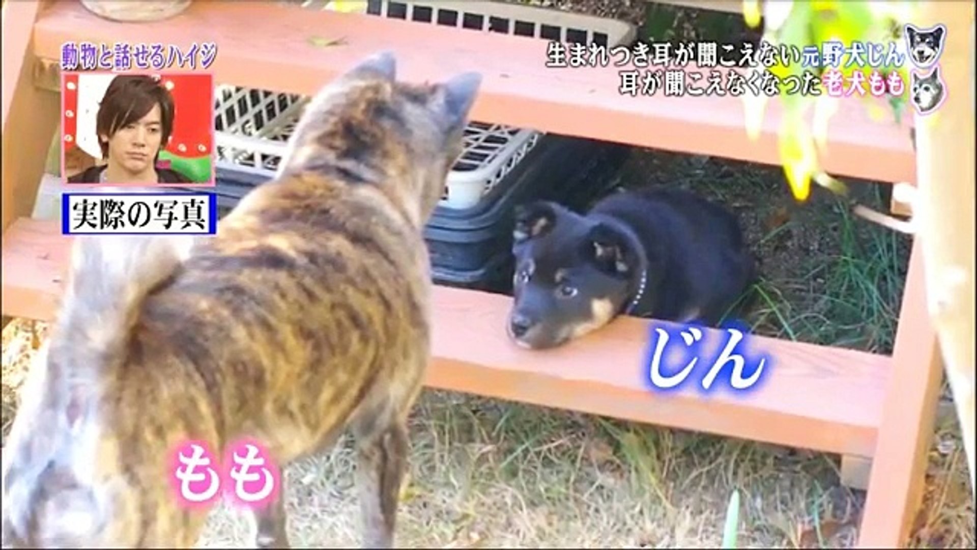 Dog Jin Momo 動画 Dailymotion