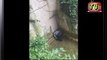 Child falls into gorilla pit at Cincinnati Zoo ; Gorilla zoo boy:  Only Option Was To Shoot - Kill