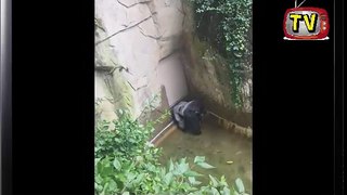 Child falls into gorilla pit at Cincinnati Zoo ; Gorilla zoo boy:  Only Option Was To Shoot - Kill