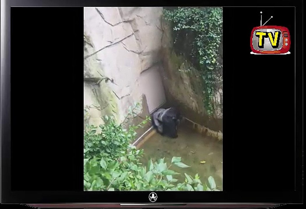 Child falls into gorilla pit at Cincinnati Zoo ; Gorilla zoo boy:  Only Option Was To Shoot - Kill