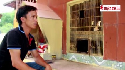 Chuyện Mới Lạ - Người phụ nữ Cứu Rắn Hổ Chúa và Nửa Đêm Bầy Rắn tìm đến Báo Ân