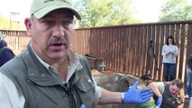 اطباء يعالجون حيوانات وحيد القرن الناجية من عمليات الصيد