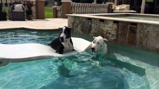Max and Katie the Great Danes enjoying lounging in the pool