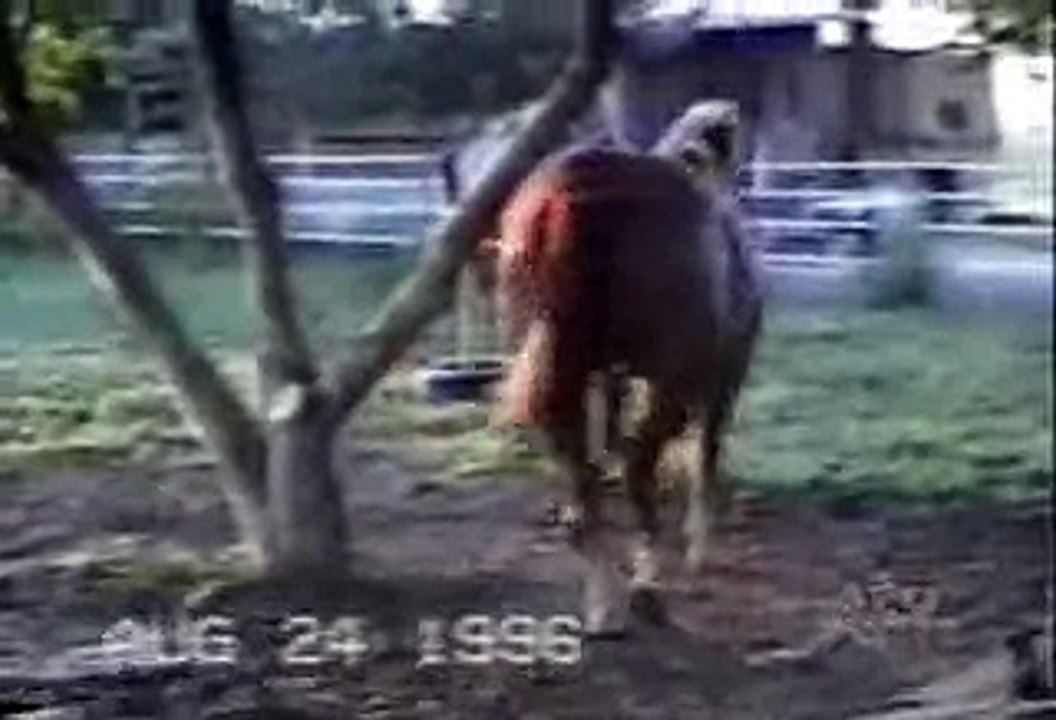 Funny Animal