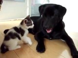 犬と遊ぶ子猫