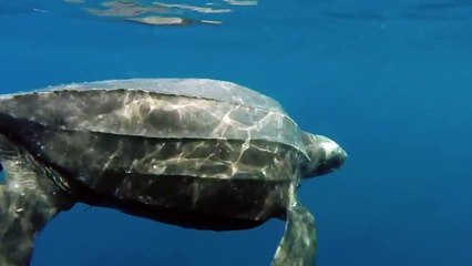 La tortue luth cache la bouche la plus effrayante au monde