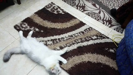 Cat and Kitten doing fun and enjoying