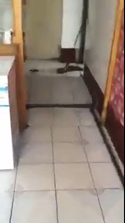 Tom and Jerry in Real Life