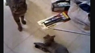 19 kronos the cat vs tiger surprise attack very funny