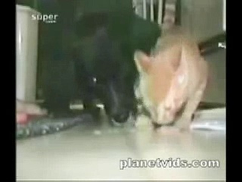 ANIMALS (26)