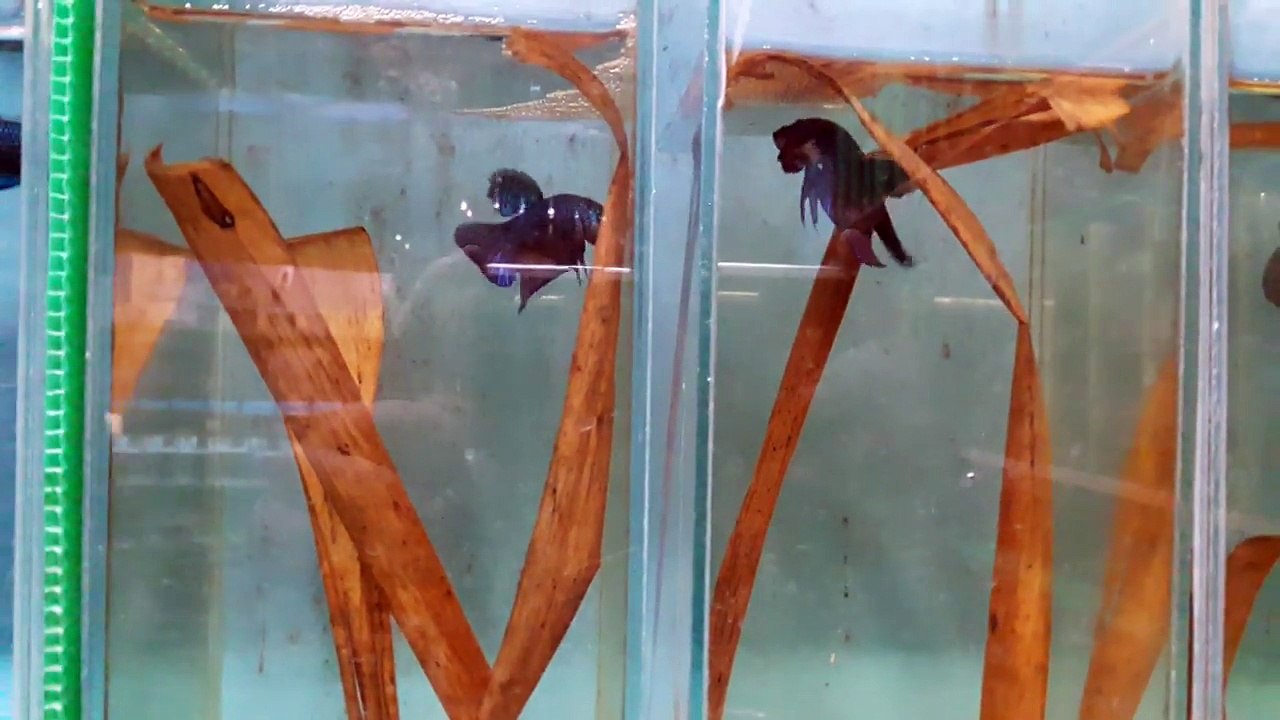 Guitar Smaragdina (at JJ market Bangkok Thailand post by Nhoybettafighter)