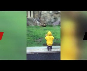 Baby funny videos Baby Lions  baby vs lion funny video dangerous video Animal