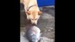 funny videos Funny dog - baby dog trying to rescue fish funny animal - dog compilation