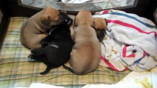 Pocket Puggle puppies 25 days old